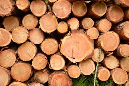 Tipps zum Holzeinschlag und Holzverkauf abrufbar
